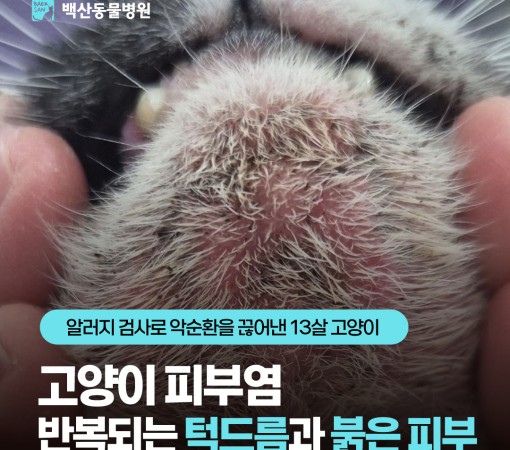 [고양이 피부염] 반복되는 턱드름…