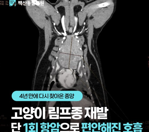 [고양이 림프종 재발] 4년 만에…