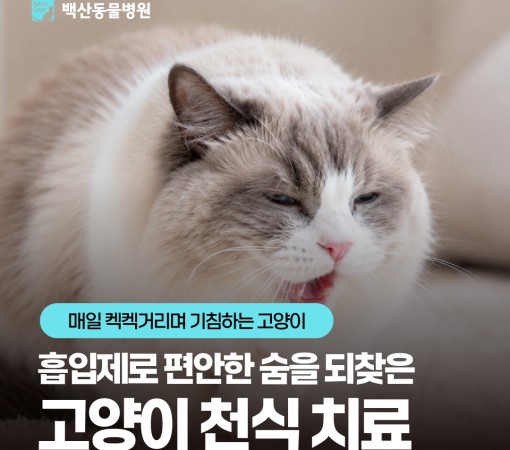 [고양이 천식] 매일 켁켁거리며 …