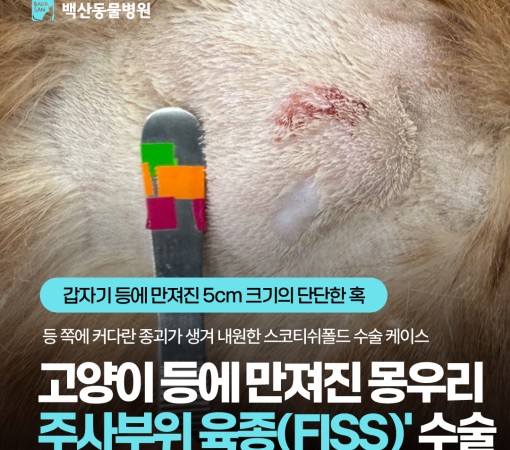 등에 만져진 5cm 몽우리, '주…