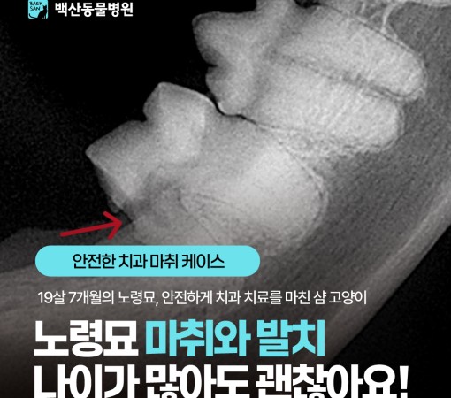 [고양이 노령묘 발치] 나이가 많…
