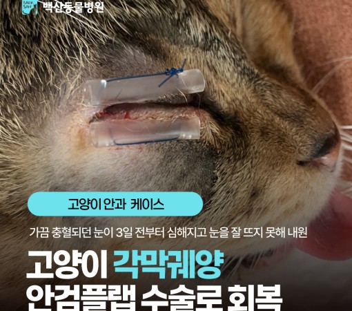 [고양이 각막궤양] 잘 낫지 않는…